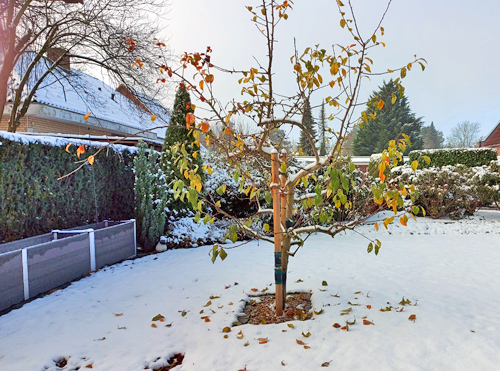 Ein Apfelbaum im winterlichen Garten im November.