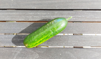 Kleine Salatgurke auf Holztisch