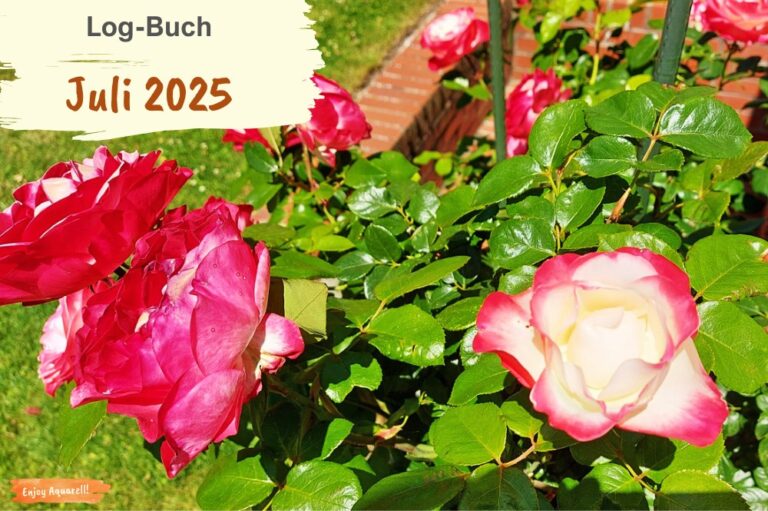 Blühende Rosen, pink und pfirsichfarben, umgeben von grünen Blättern