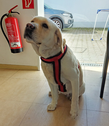 Blonder sitzender Labrador-Hund mit rotem Brustgeschirr