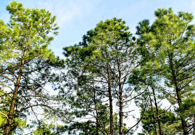 Kiefernbäume vor einem blauen Himmel